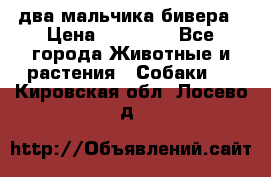 два мальчика бивера › Цена ­ 19 000 - Все города Животные и растения » Собаки   . Кировская обл.,Лосево д.